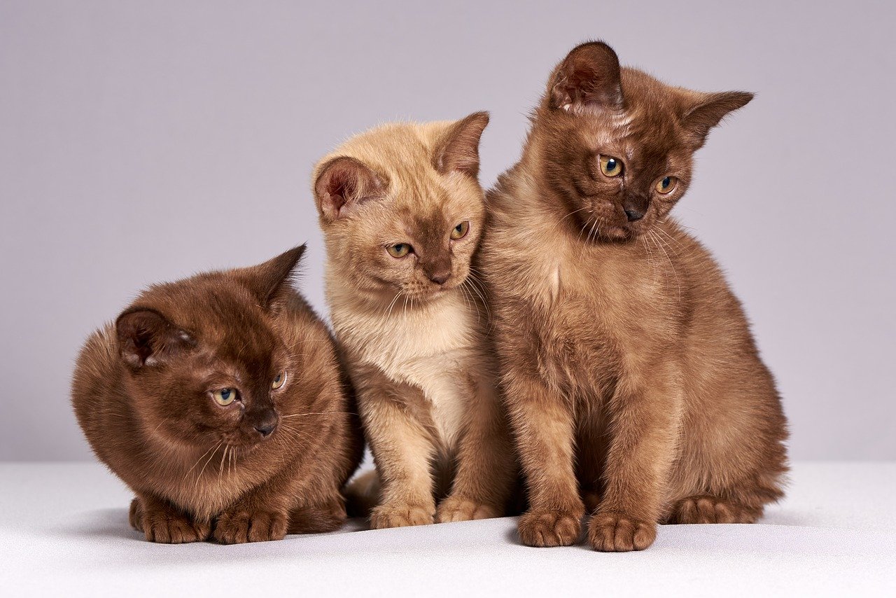 Come Aprire Un Allevamento Di Gatti